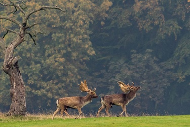 Fallow deer